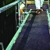 Staging Boards Hire